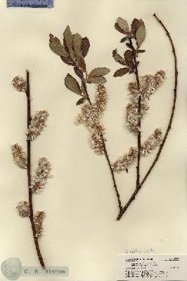 URN_catalog_HBHinton_herbarium_18202.jpg.jpg