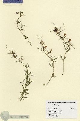 URN_catalog_HBHinton_herbarium_18208.jpg.jpg