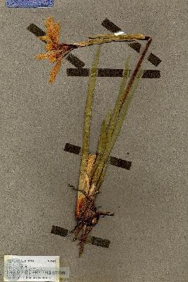 URN_catalog_HBHinton_herbarium_18209.jpg.jpg
