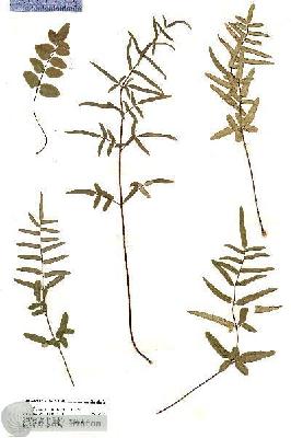 URN_catalog_HBHinton_herbarium_20091.jpg.jpg