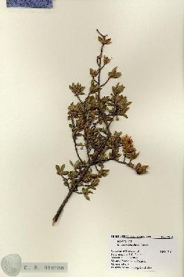 URN_catalog_HBHinton_herbarium_18215.jpg.jpg