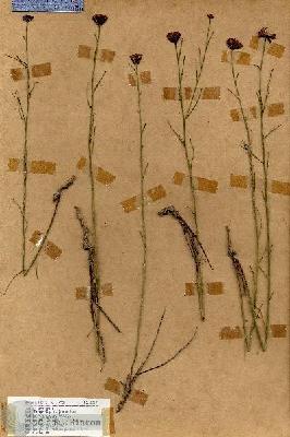 URN_catalog_HBHinton_herbarium_18219.jpg.jpg