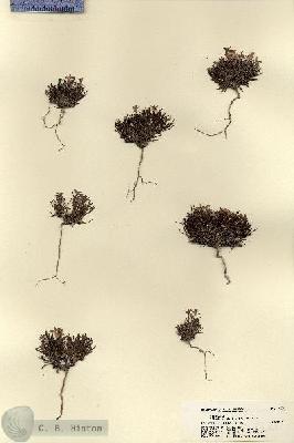 URN_catalog_HBHinton_herbarium_18221.jpg.jpg