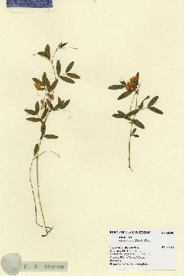 URN_catalog_HBHinton_herbarium_18248.jpg.jpg