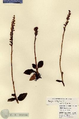 URN_catalog_HBHinton_herbarium_18341.jpg.jpg