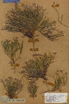 URN_catalog_HBHinton_herbarium_18226.jpg.jpg