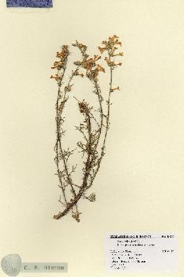 URN_catalog_HBHinton_herbarium_18233.jpg.jpg