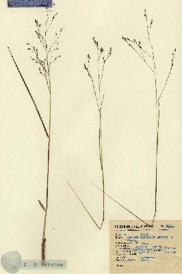 URN_catalog_HBHinton_herbarium_2010.jpg.jpg