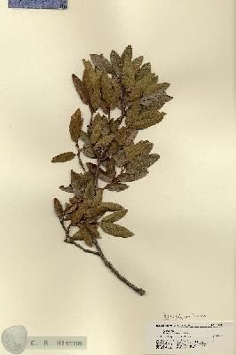 URN_catalog_HBHinton_herbarium_18237.jpg.jpg
