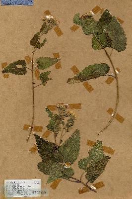 URN_catalog_HBHinton_herbarium_18351.jpg.jpg