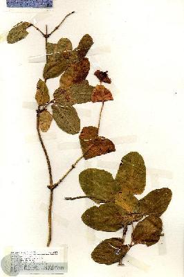 URN_catalog_HBHinton_herbarium_18358.jpg.jpg