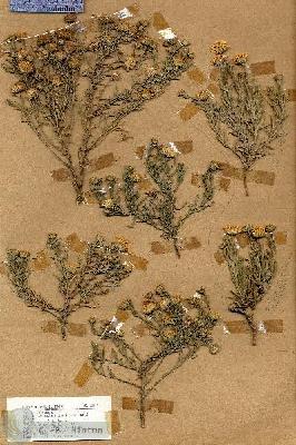 URN_catalog_HBHinton_herbarium_18371.jpg.jpg