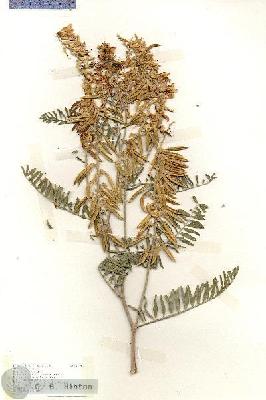URN_catalog_HBHinton_herbarium_18372.jpg.jpg