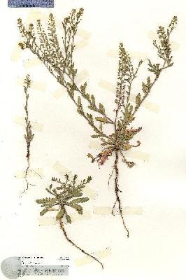 URN_catalog_HBHinton_herbarium_20115.jpg.jpg