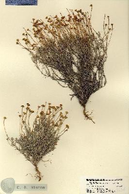 URN_catalog_HBHinton_herbarium_18658.jpg.jpg
