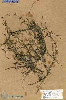 URN_catalog_HBHinton_herbarium_18659.jpg.jpg
