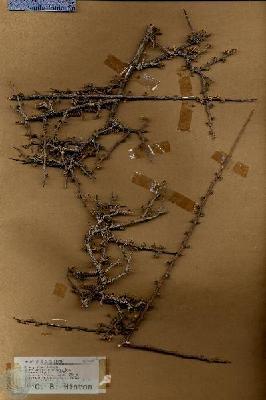 URN_catalog_HBHinton_herbarium_18660.jpg.jpg