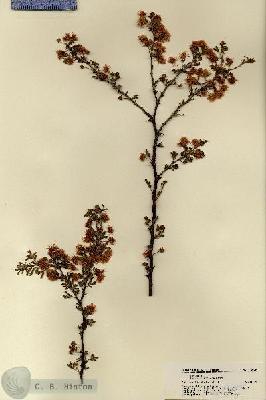 URN_catalog_HBHinton_herbarium_18669.jpg.jpg