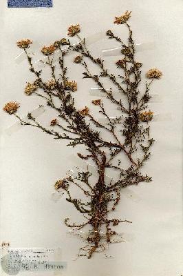 URN_catalog_HBHinton_herbarium_18676.jpg.jpg