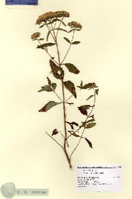 URN_catalog_HBHinton_herbarium_1905.jpg.jpg