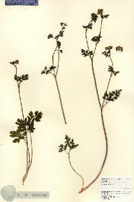 URN_catalog_HBHinton_herbarium_18410.jpg.jpg