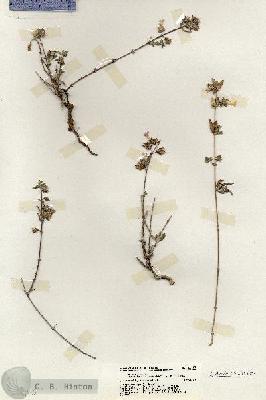 URN_catalog_HBHinton_herbarium_20125.jpg.jpg
