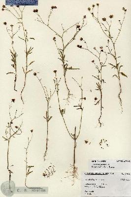 URN_catalog_HBHinton_herbarium_19056.jpg.jpg