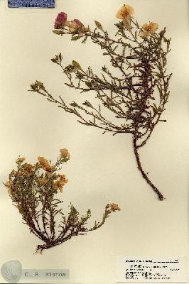 URN_catalog_HBHinton_herbarium_18389.jpg.jpg