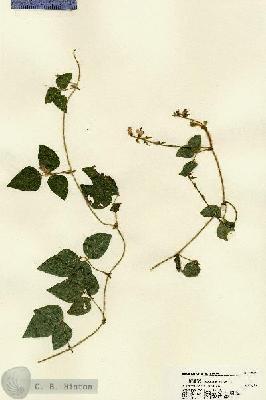 URN_catalog_HBHinton_herbarium_22564.jpg.jpg