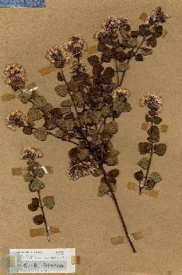 URN_catalog_HBHinton_herbarium_19059.jpg.jpg