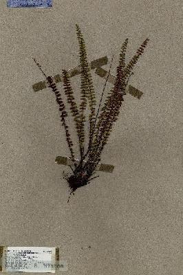 URN_catalog_HBHinton_herbarium_19060.jpg.jpg