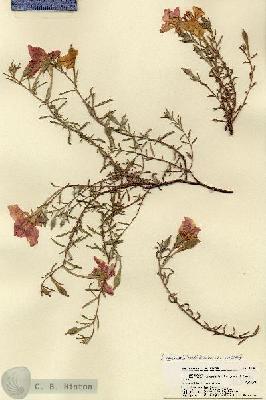 URN_catalog_HBHinton_herbarium_18390.jpg.jpg