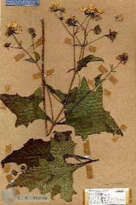 URN_catalog_HBHinton_herbarium_19061.jpg.jpg