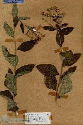 URN_catalog_HBHinton_herbarium_19062.jpg.jpg