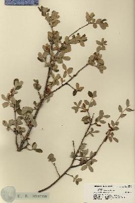 URN_catalog_HBHinton_herbarium_18391.jpg.jpg