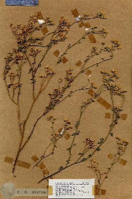 URN_catalog_HBHinton_herbarium_19067.jpg.jpg