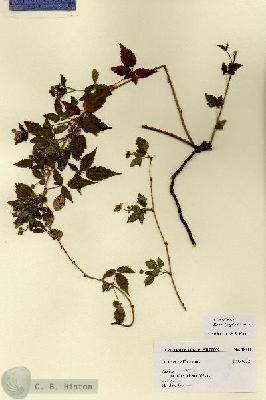URN_catalog_HBHinton_herbarium_18411.jpg.jpg