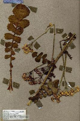 URN_catalog_HBHinton_herbarium_19069.jpg.jpg