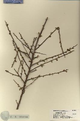 URN_catalog_HBHinton_herbarium_18392.jpg.jpg