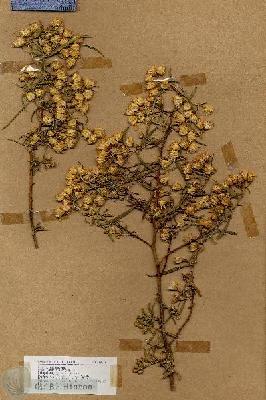 URN_catalog_HBHinton_herbarium_18377.jpg.jpg