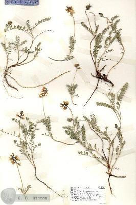 URN_catalog_HBHinton_herbarium_18381.jpg.jpg