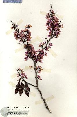 URN_catalog_HBHinton_herbarium_20133.jpg.jpg