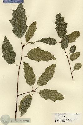 URN_catalog_HBHinton_herbarium_18395.jpg.jpg