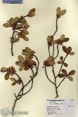 URN_catalog_HBHinton_herbarium_20134.jpg.jpg
