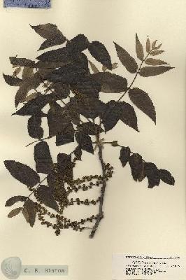 URN_catalog_HBHinton_herbarium_18396.jpg.jpg