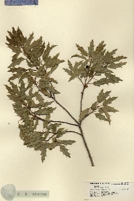 URN_catalog_HBHinton_herbarium_18397.jpg.jpg