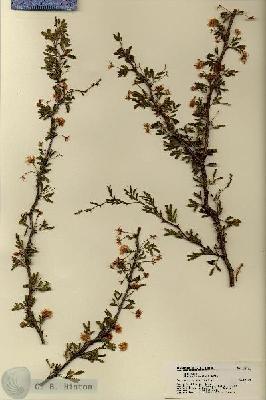 URN_catalog_HBHinton_herbarium_18401.jpg.jpg