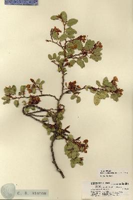 URN_catalog_HBHinton_herbarium_18402.jpg.jpg