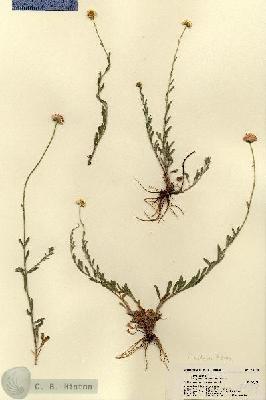 URN_catalog_HBHinton_herbarium_18409.jpg.jpg