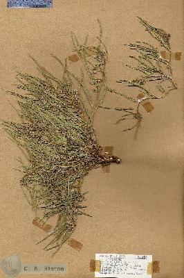 URN_catalog_HBHinton_herbarium_18423.jpg.jpg